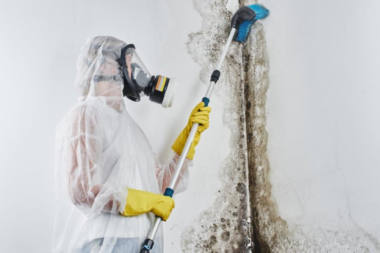remove black mould from painted walls